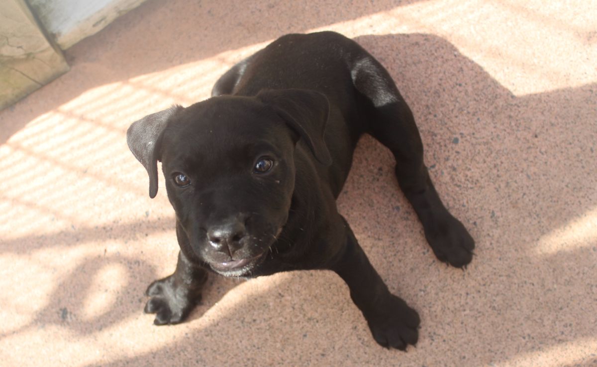 Gallery image: Rosie