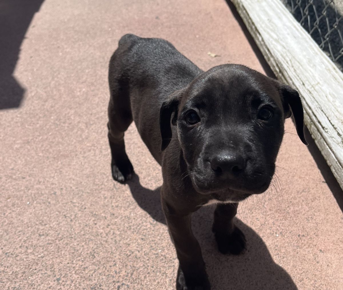 Gallery image: Dahlia