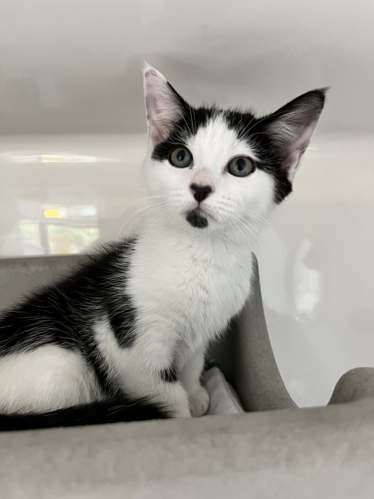 Gallery image: Willow