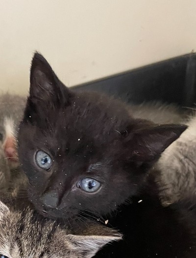 Nacho - Domestic Short Hair