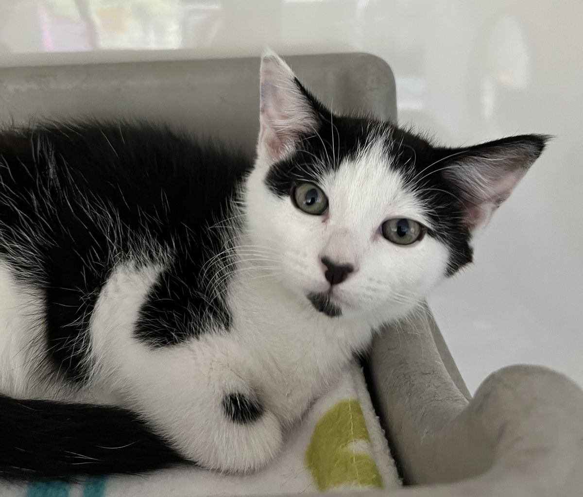 Gallery image: Willow