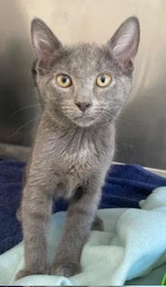 Walter - Domestic Short Hair