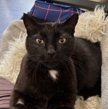 Big Tony - Domestic Short Hair