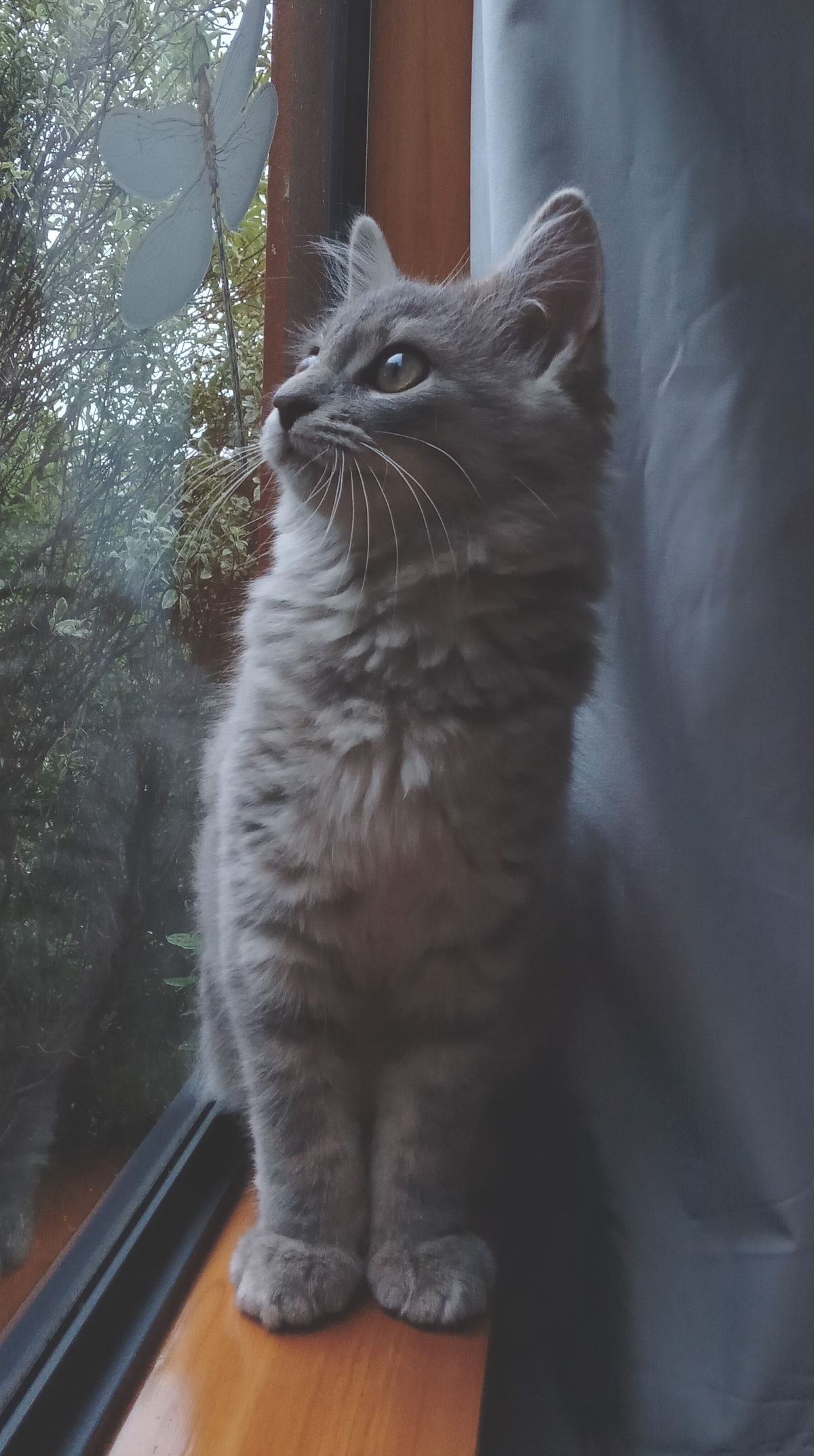 Gallery image: Reggie