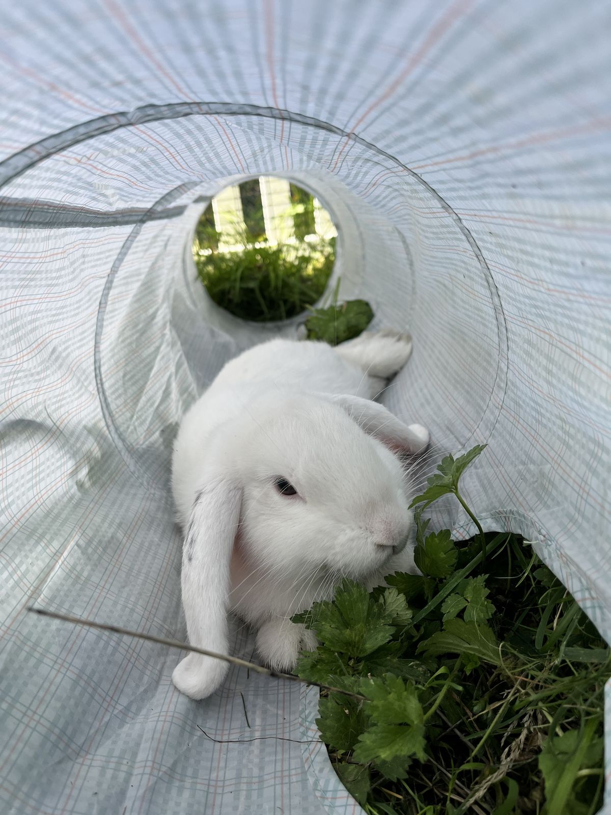 Gallery image: Robert Rabbit