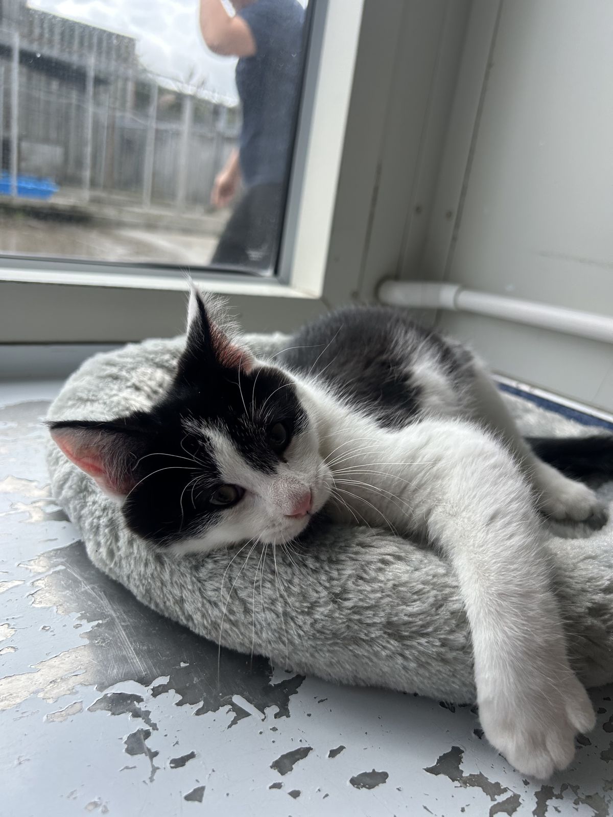 Gallery image: Barney