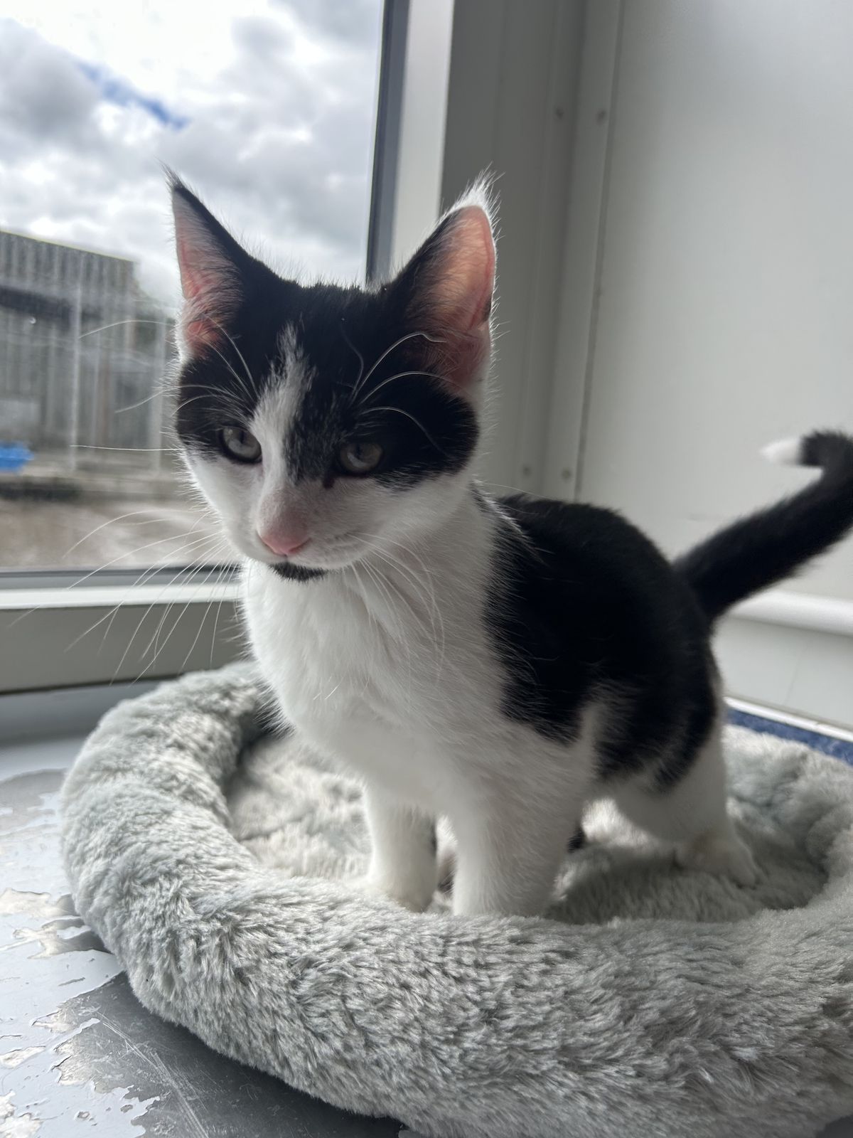 Gallery image: Barney