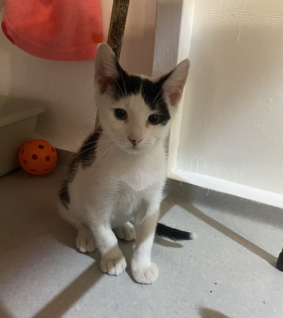 Gallery image: Pretzel