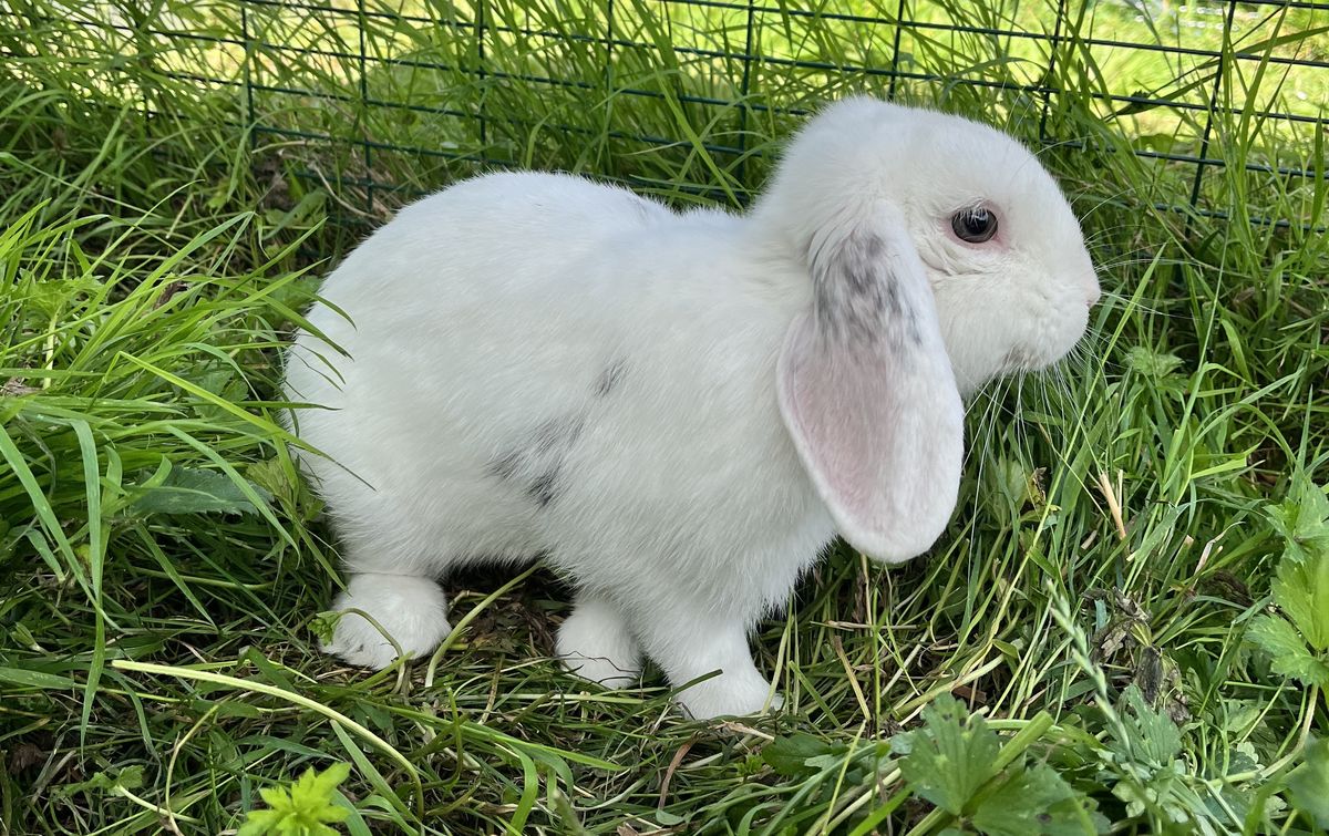 Gallery image: Robert Rabbit