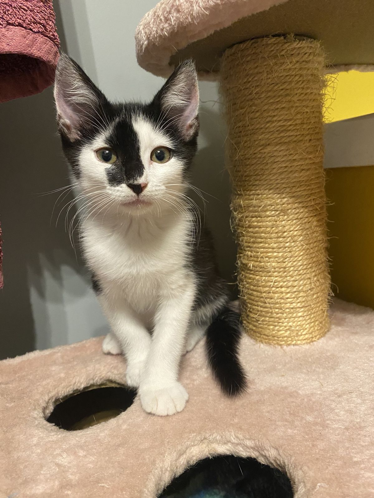 Gallery image: Harlow