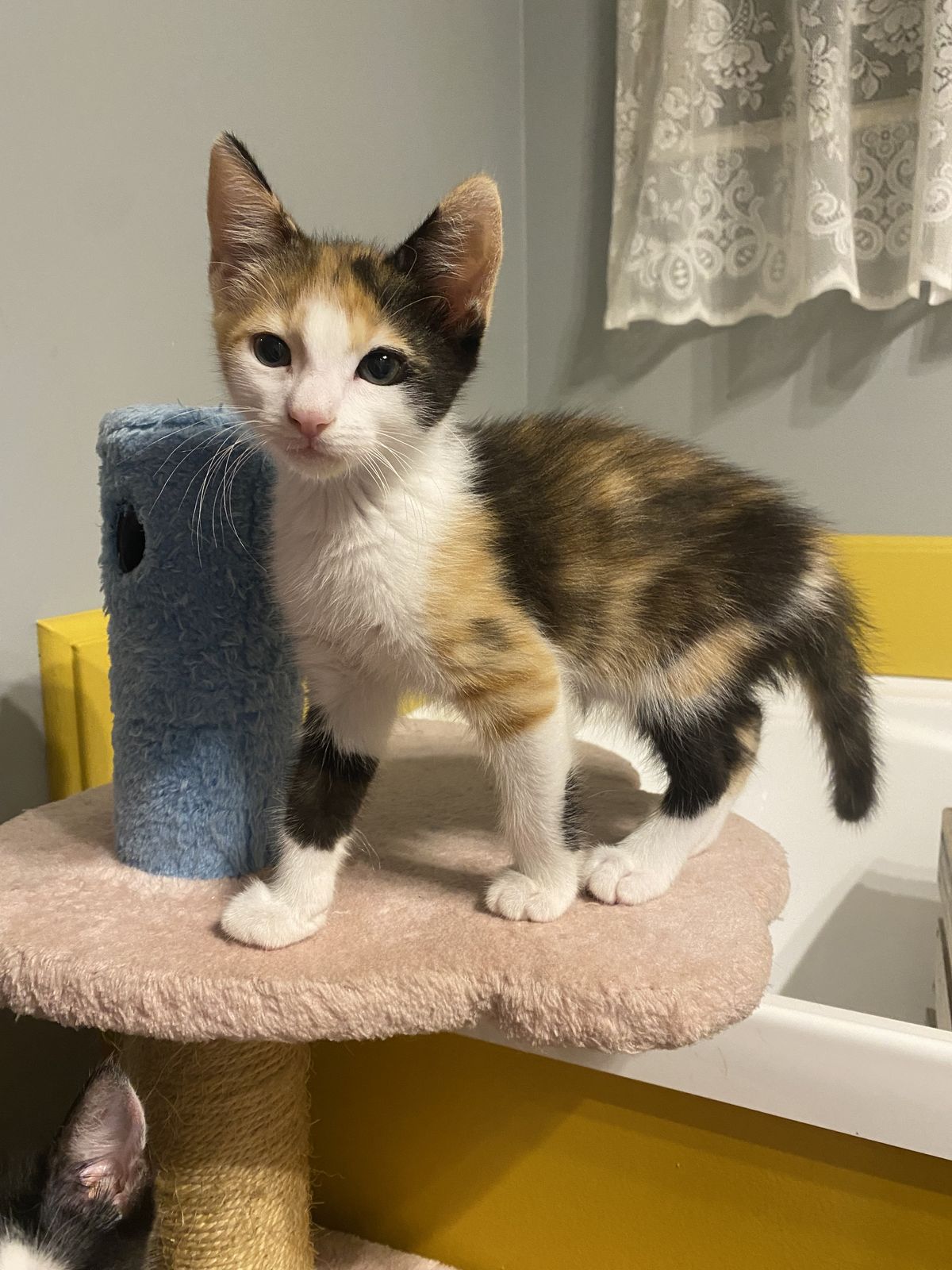 Gallery image: Charlee