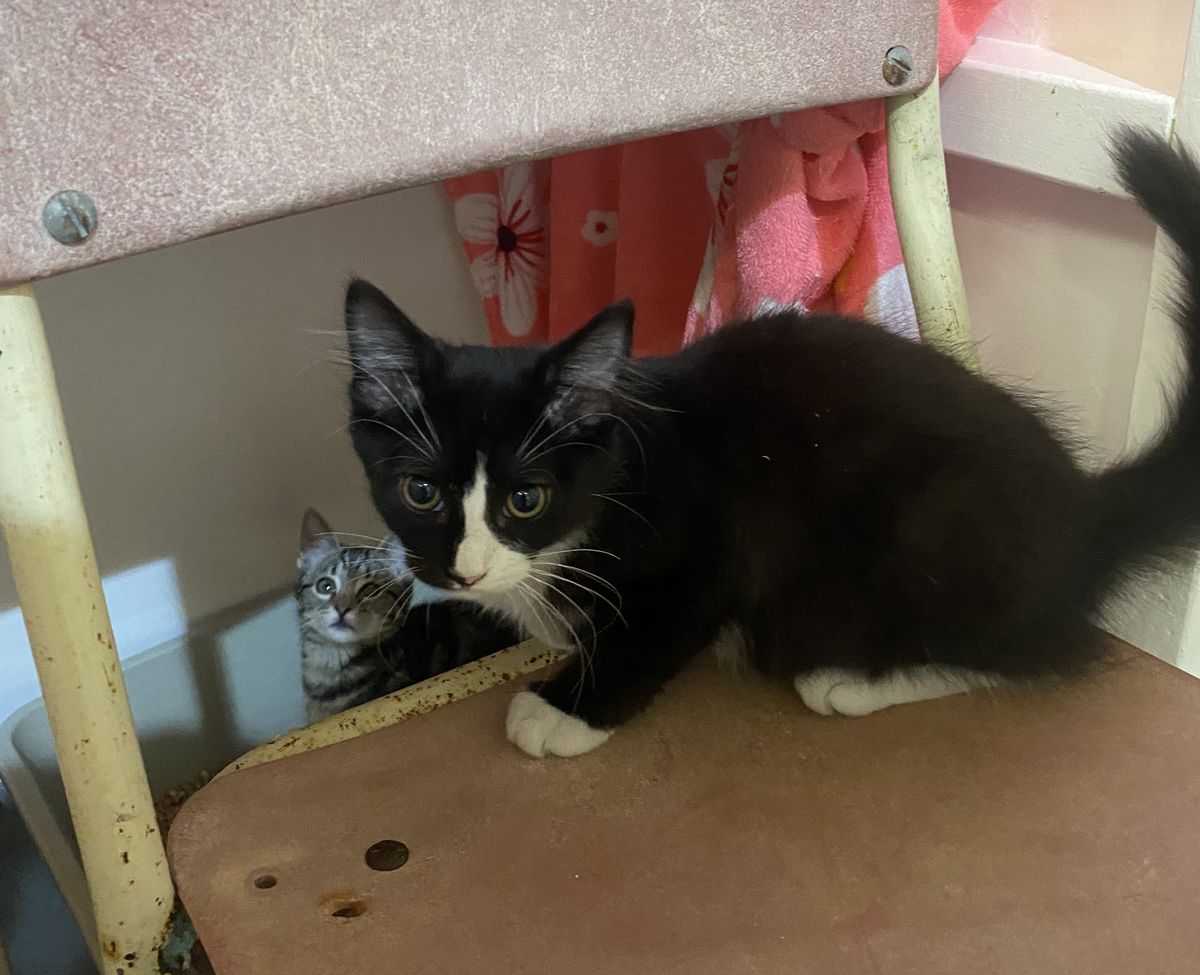 Gallery image: Popcorn