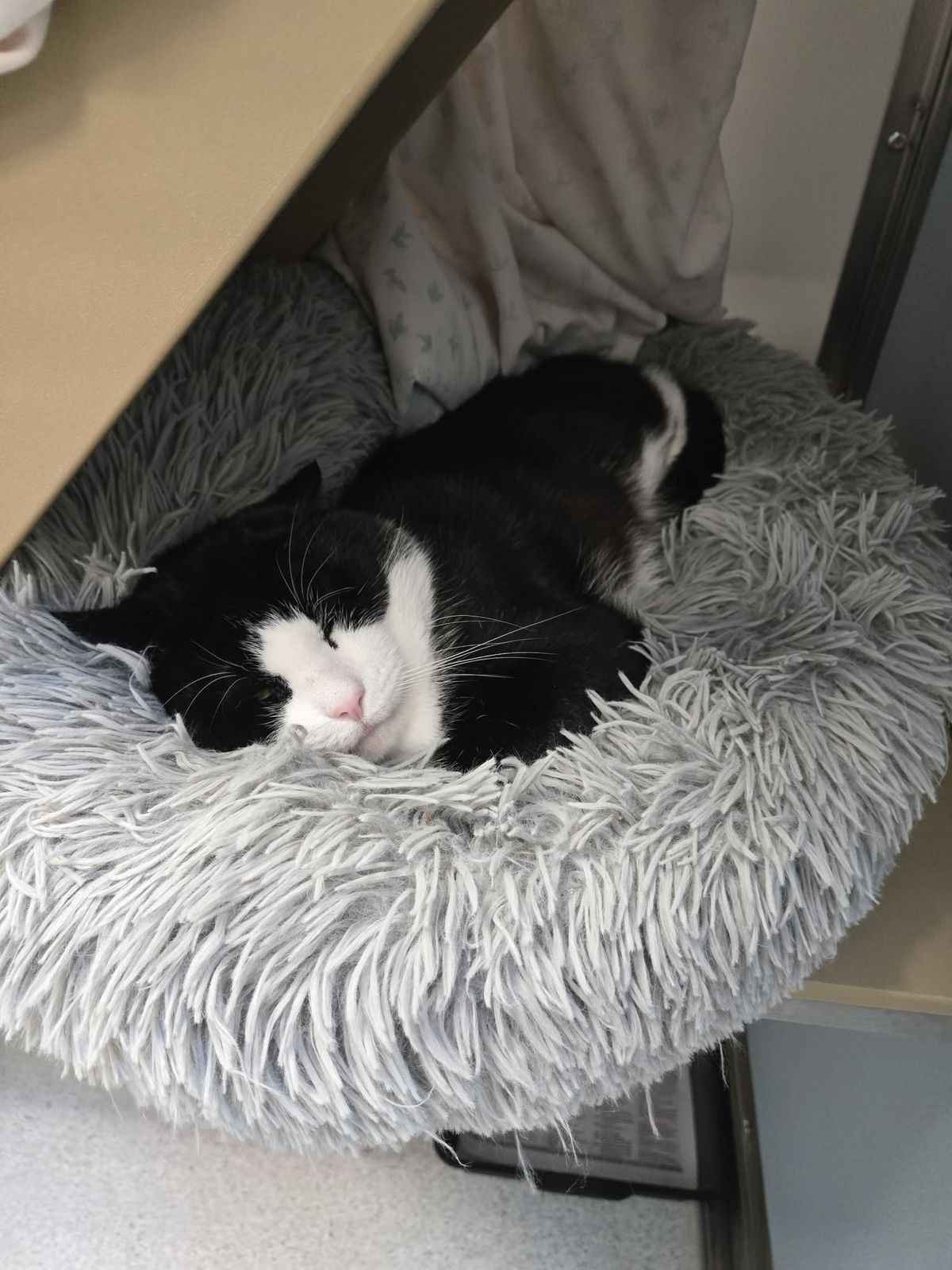 Gallery image: Rumble