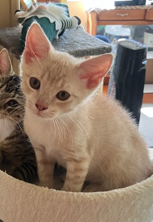 Mojo - Domestic Short Hair