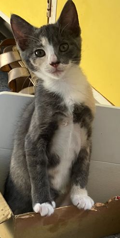 Gallery image: Blossom