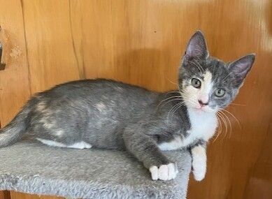 Gallery image: Blossom