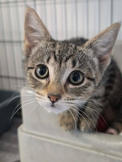 Glitch - Domestic Short Hair