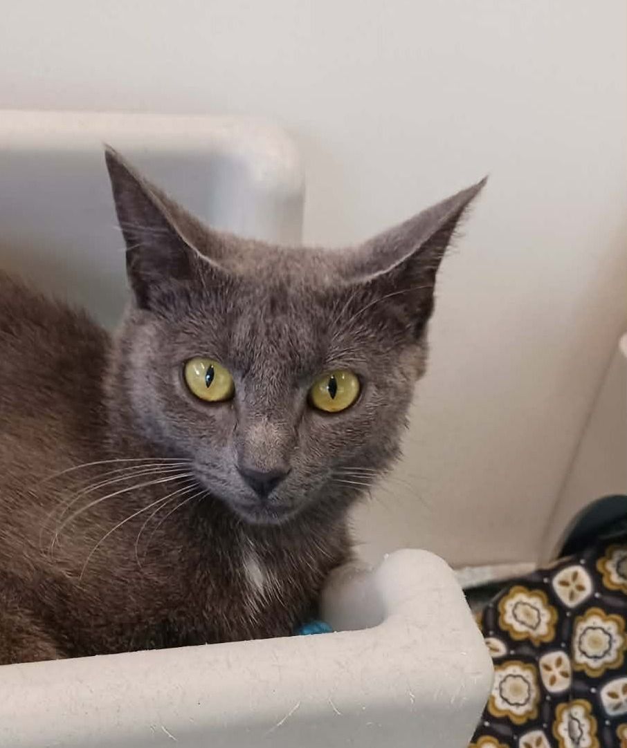 Gallery image: Sapphire