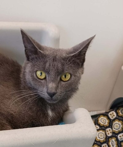 Sapphire - Domestic Short Hair