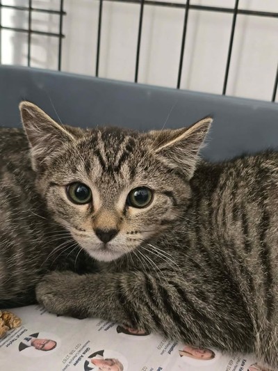 Jet - Domestic Short Hair