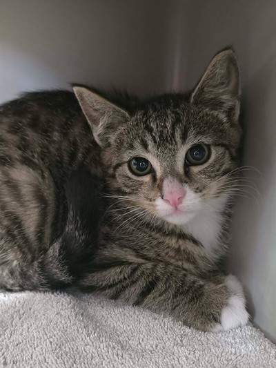 Jaz - Domestic Short Hair