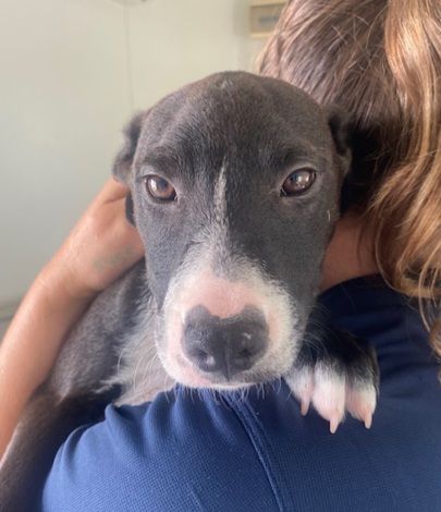 Gallery image: Blanche