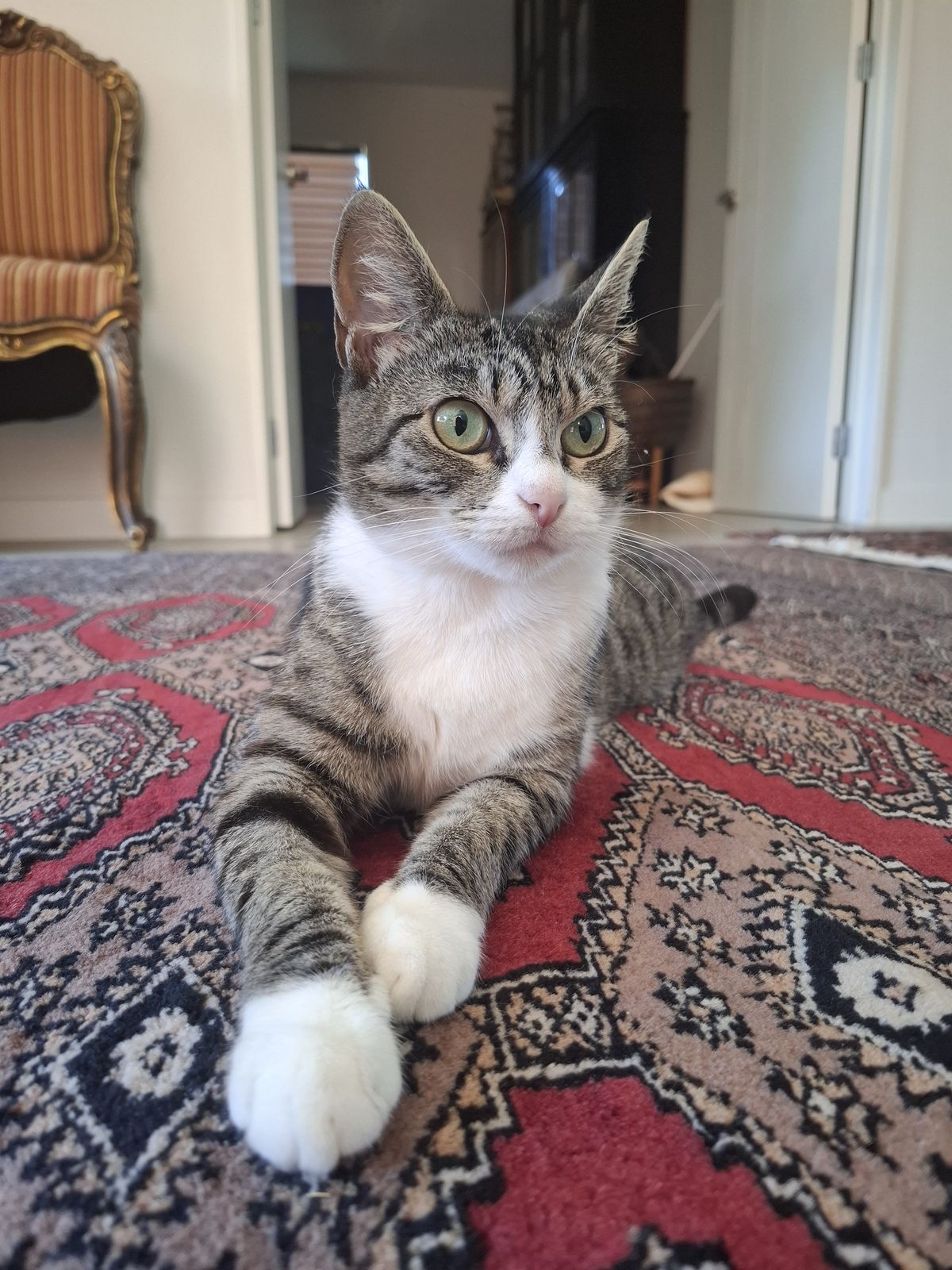 Gallery image: Poppy