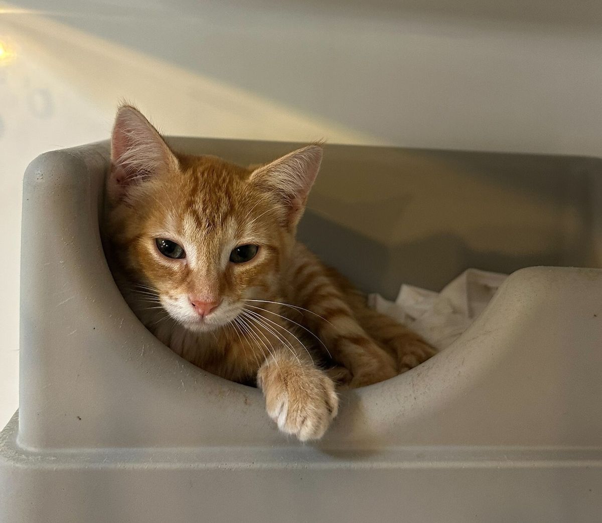 Gallery image: Nugget