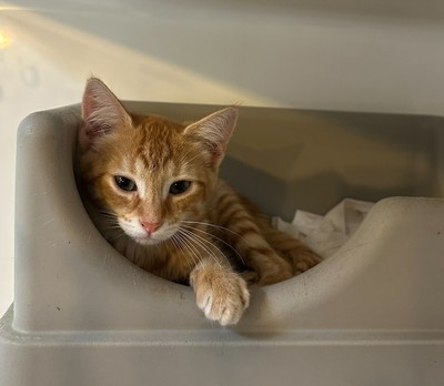 Nugget - Domestic Short Hair