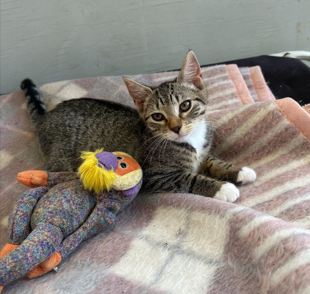 Gallery image: Mickey