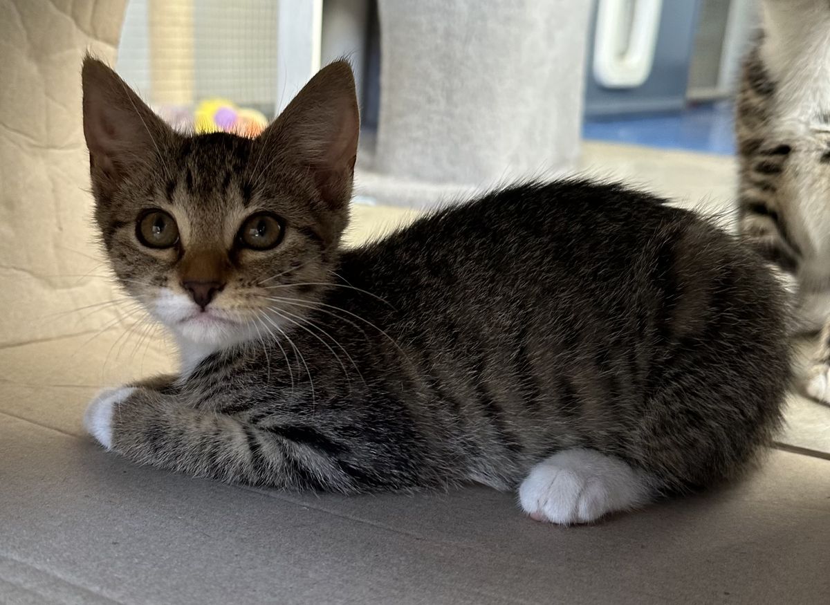 Gallery image: Mickey