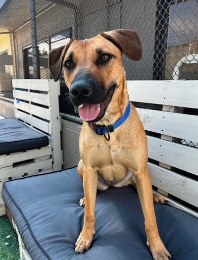 Hazel - Large Cross Breed