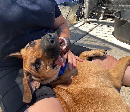 Gallery image: Hazel