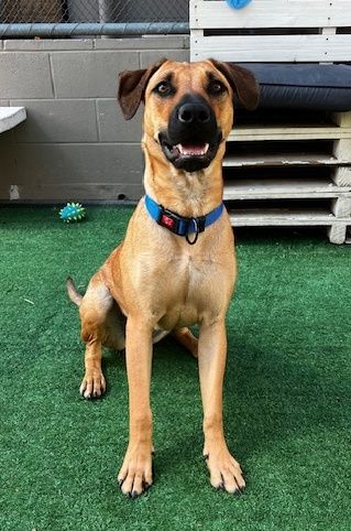 Gallery image: Hazel