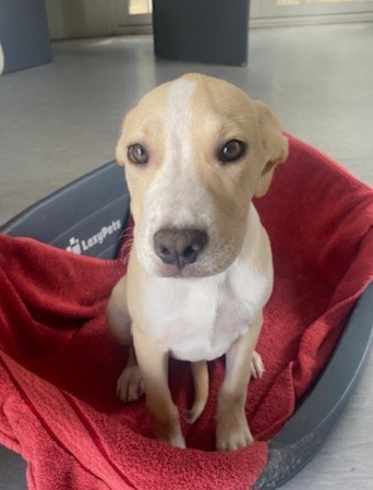 Rose - Medium Cross Breed