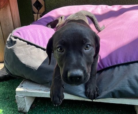 Gallery image: Violet