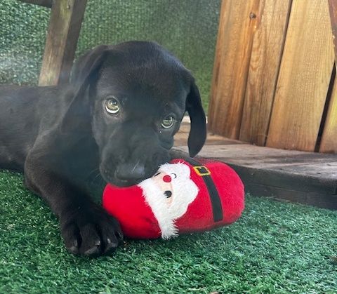 Gallery image: Violet