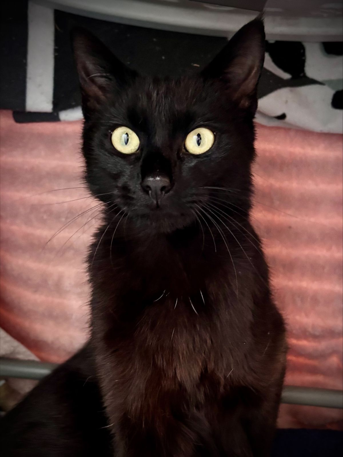 Gallery image: Pickles