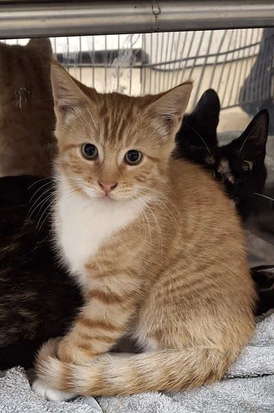 Boots - Domestic Short Hair