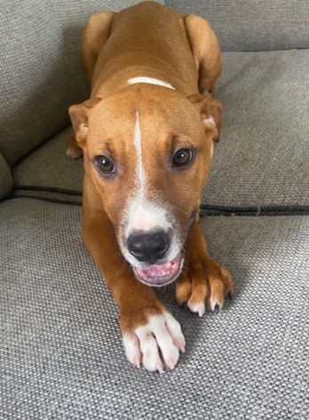 Dorothy - Medium Cross Breed