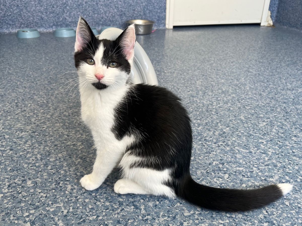 Gallery image: Barney