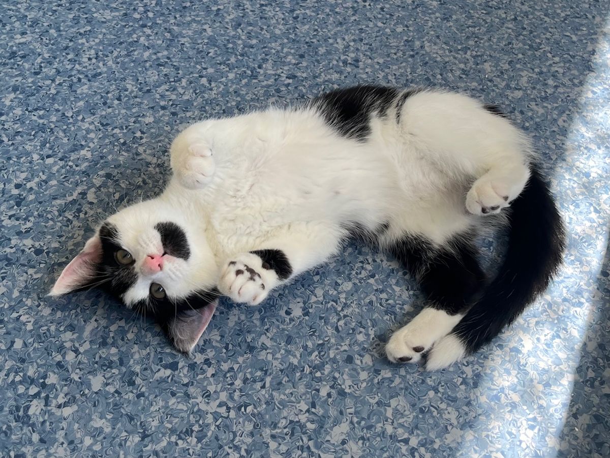 Gallery image: Barney