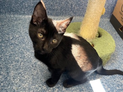 Fred - Domestic Short Hair