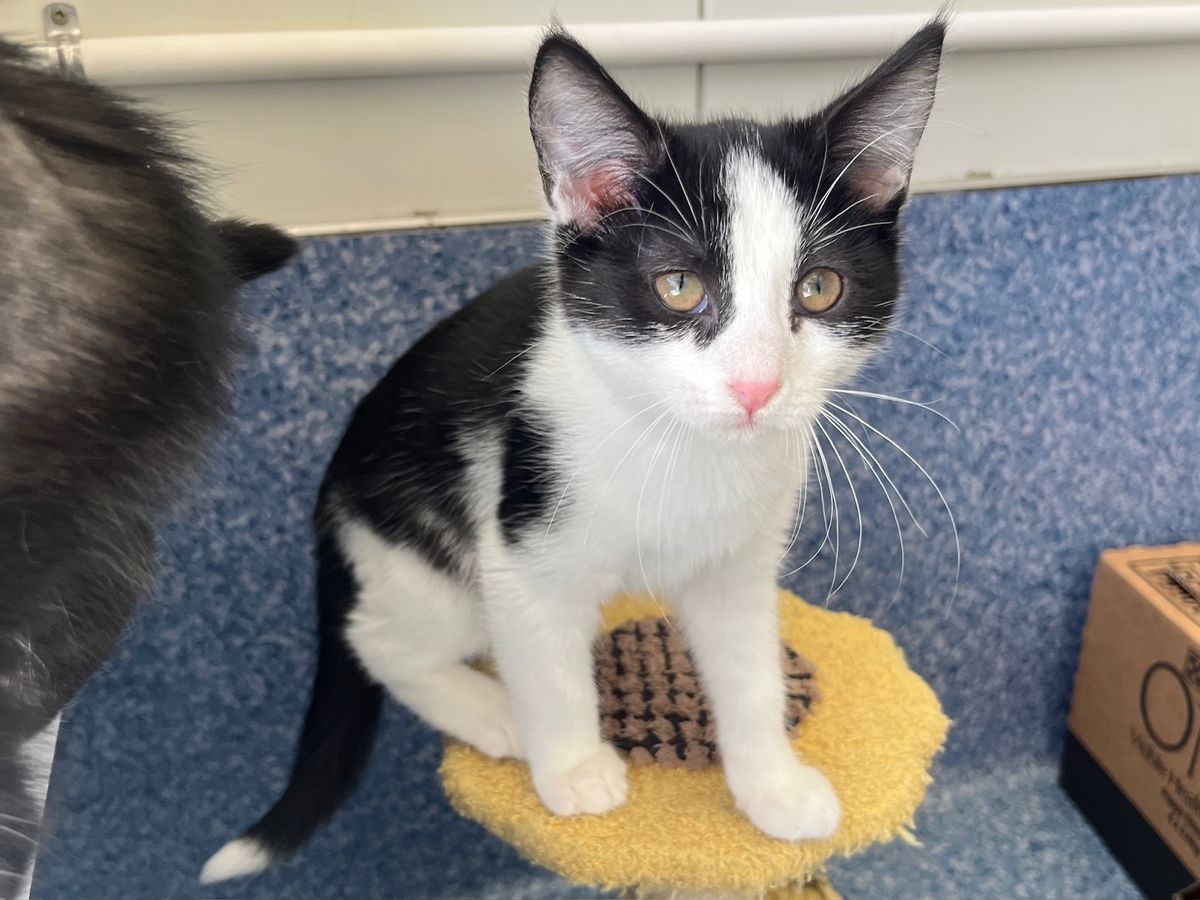 Gallery image: Bam Bam