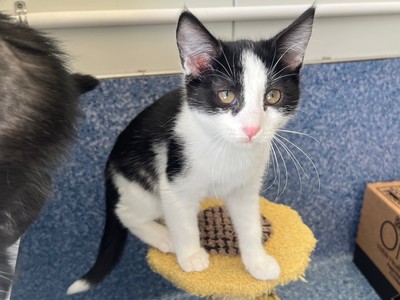 Bam Bam - Domestic Short Hair