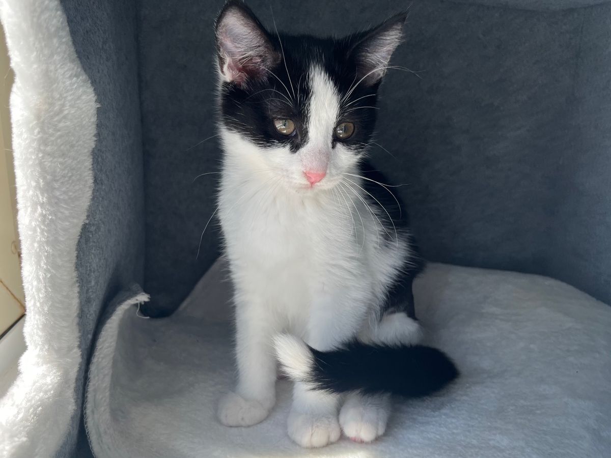 Gallery image: Bam Bam