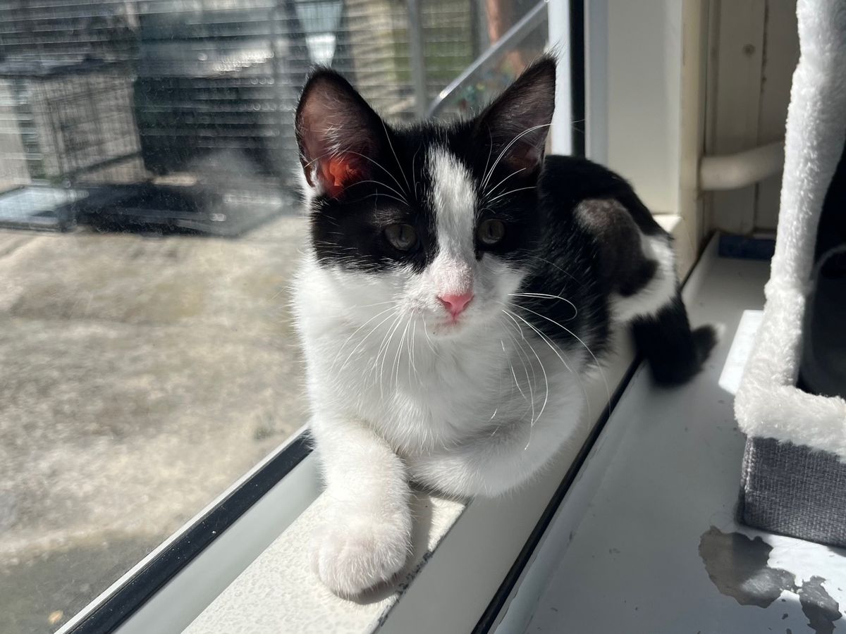 Gallery image: Bam Bam