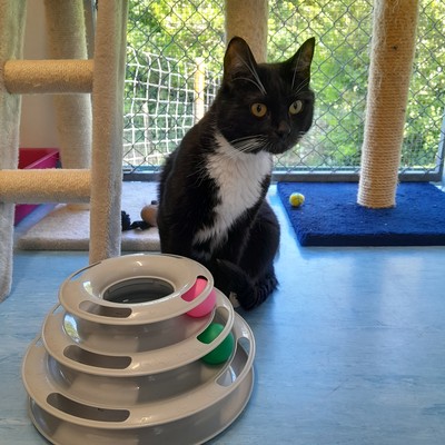 Bic - Domestic Short Hair