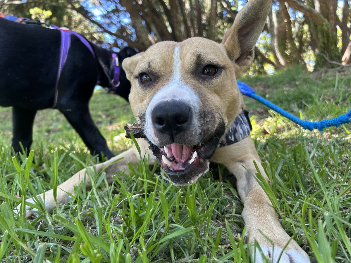 Gallery image: Harley