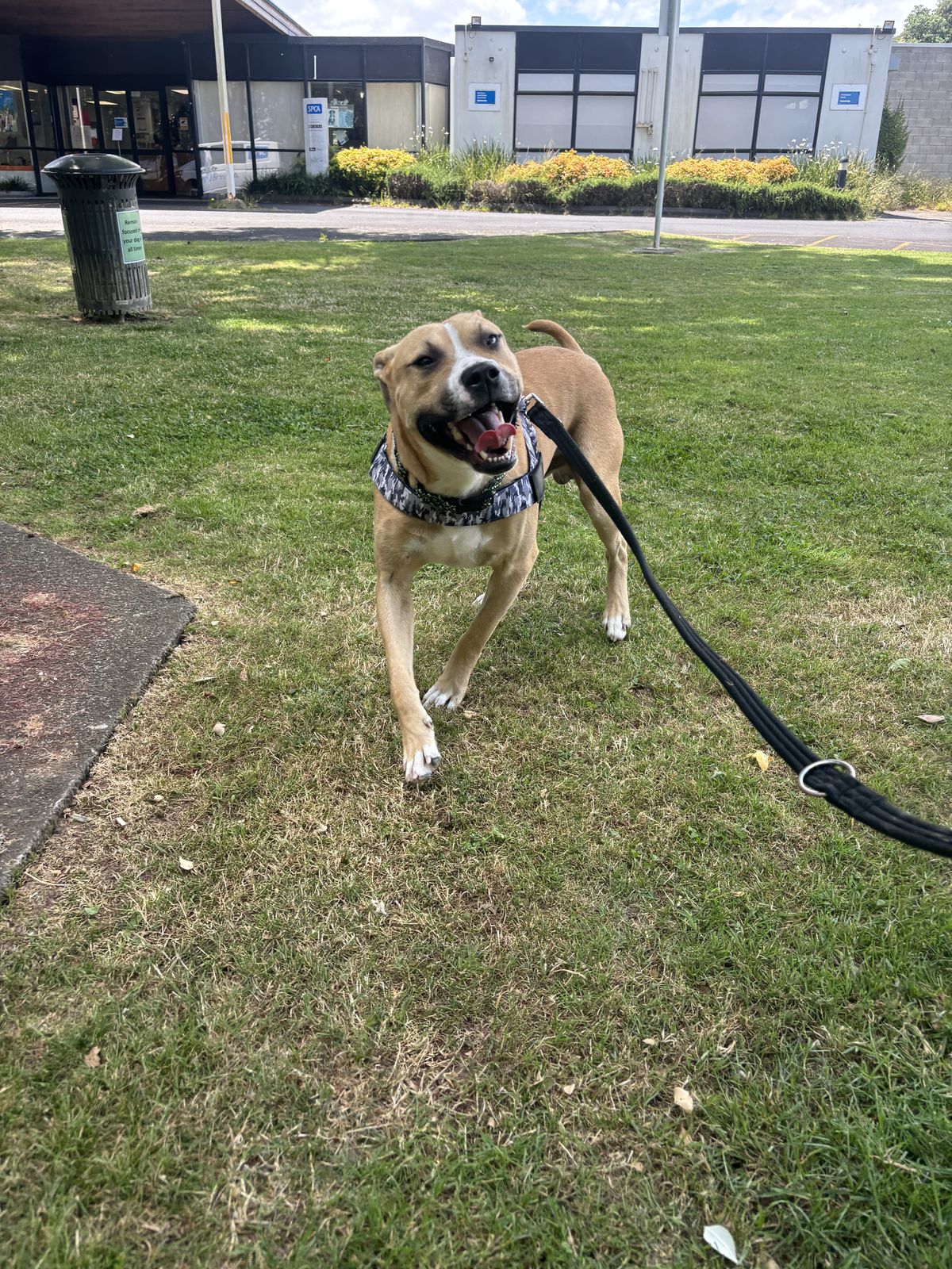 Gallery image: Harley